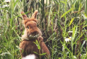 Orientações sobre a alimentação dos coelhos