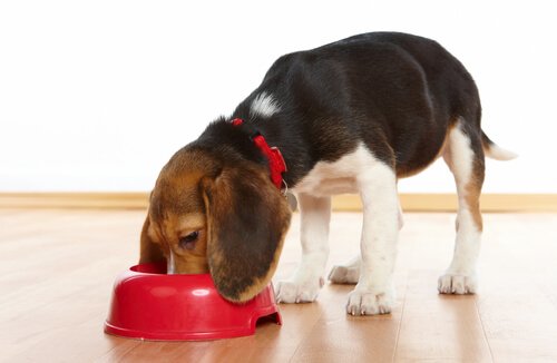 Alimentação correta para cães de porte médio