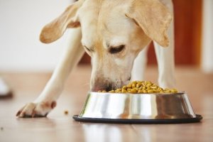 O melhor alimento para cães com osteoartrite
