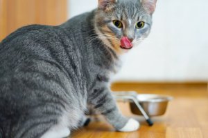 A melhor ração para gatos: alimente bem seu felino