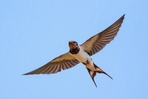 A ave migratória mais conhecida: a andorinha