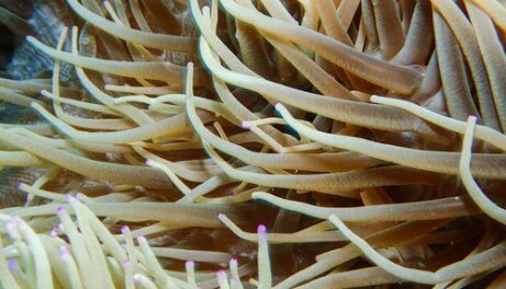 Anêmona-do-mar: um animal disfarçado de planta