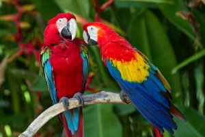 A colorida arara