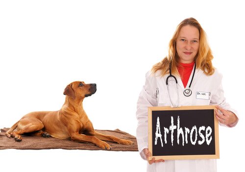 osteoartrite artrose canina
