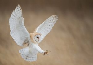 Aves de rapina diurnas e noturnas: saiba mais aqui!