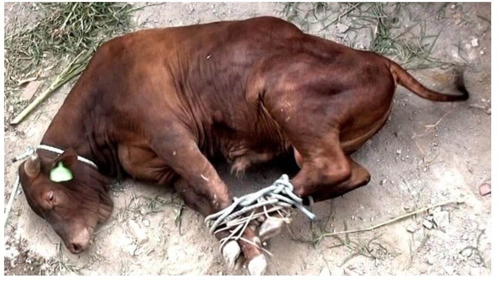 Boi amarrado: tratamento cruel