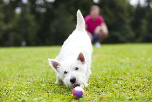 Cão e bola em jardim