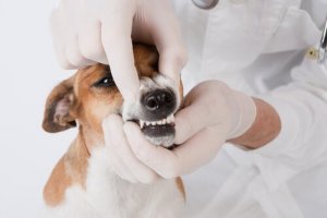 Alguns brinquedos que funcionam como um fio dental para cães