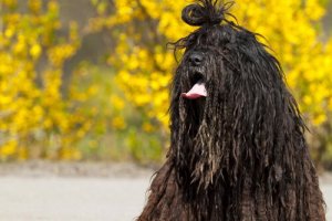 Bergamasco, uma raça de cães dos Alpes italianos