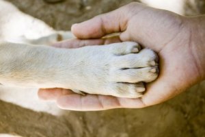 Quais são os cães com as patas mais fortes?