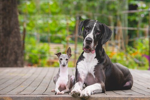 Por que cães pequenos têm mais personalidade do que cães grandes?
