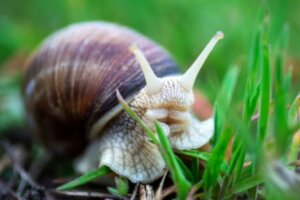 O que você deve saber sobre a criação de caracóis em casa