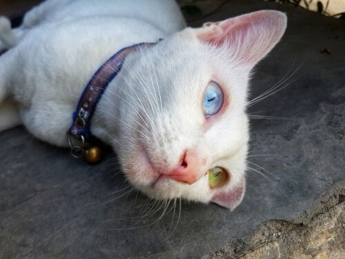 Gato Khao Manee, com um olho de cada cor Gato Khao Manee, com um olho de cada cor