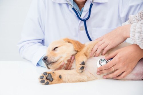 Como funciona o check-up de animais de estimação?