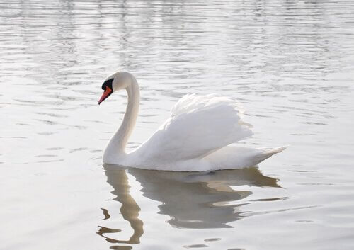 Cisne branco
