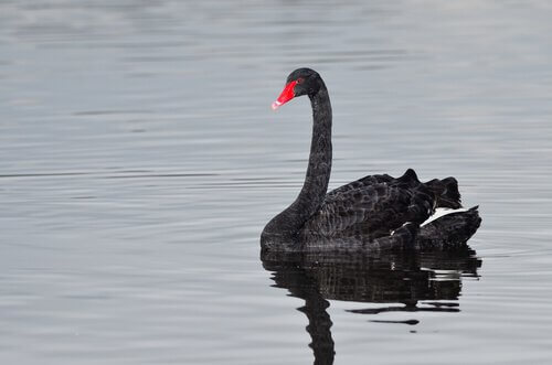 Cisne negro