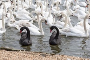 Cisnes negros e brancos: como eles se diferenciam
