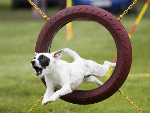 Cachorro pulando aro de obstáculo