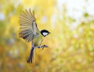 Como atrair pássaros para o seu jardim