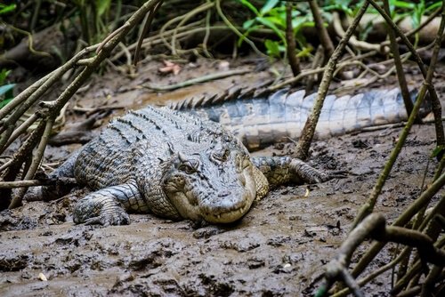 crocodilo caçando