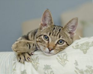 Como as temidas unhas de gatos funcionam?