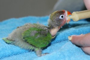 A criação de agapornis: todas as considerações