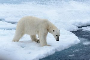 Curiosidades sobre o urso polar