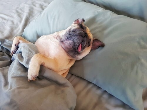 Você tem um cão preguiçoso? Dicas para estimulá-lo
