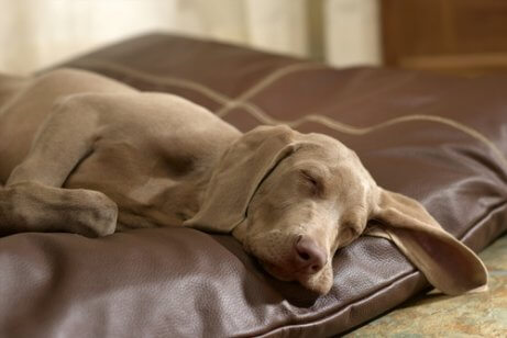 Cão dormindo em sua almofada