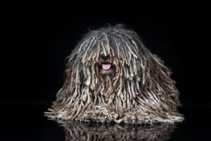 Puli, um cão Rastafari dos Cárpatos