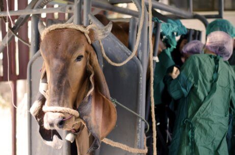 Tratamento do deslocamento de abomaso