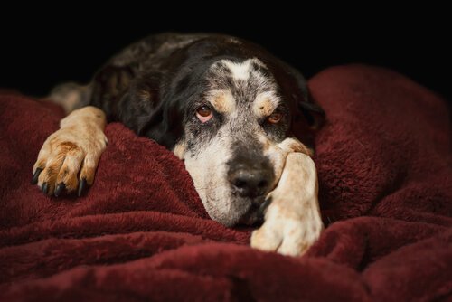 Diarreia em cães idosos: como agir