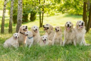 Dicas para a criação do golden retriever