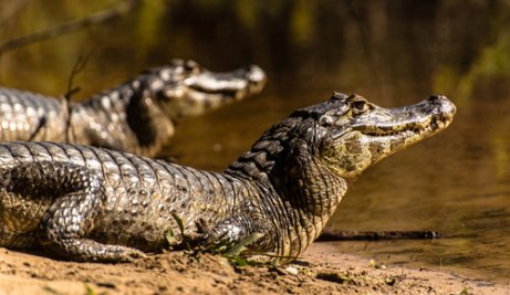 Diferenças entre jacaré e crocodilo