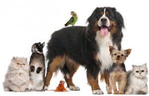 Você conhece os Direitos dos Animais? Confira-os aqui!