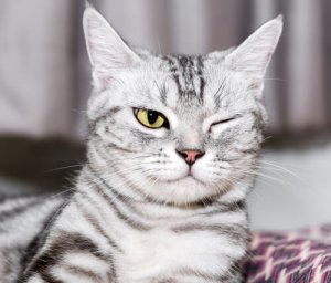Doenças oculares nos gatos: prevenção e cuidado