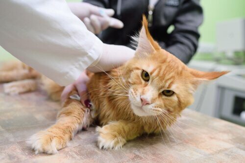 Doenças transmitidas por gatos