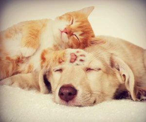 Como fazer cães e gatos se darem bem