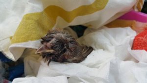 O que fazer se você encontrar uma galinha no chão?