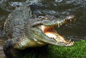 Saiba tudo sobre o perigo das águas em que vivem os crocodilos