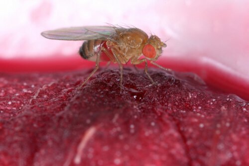 A mosca como vetor de doenças