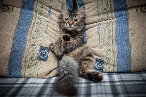 Evite que seu gato suba no sofá