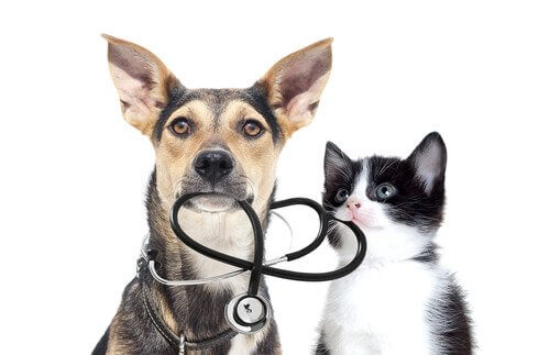 Exames médicos em animais