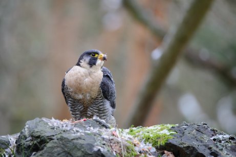 Falcão, uma ave de rapina
