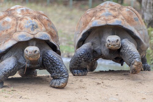 A fauna das ilhas Galápagos