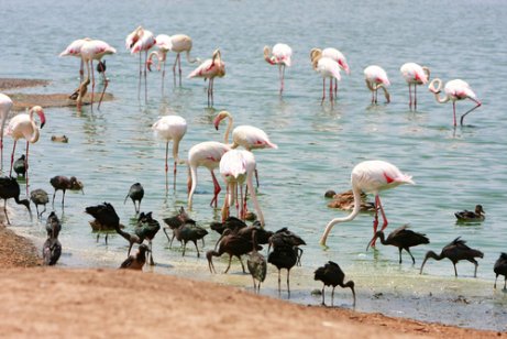 Flamingos