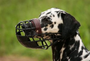 Focinheira para cães: o que saber
