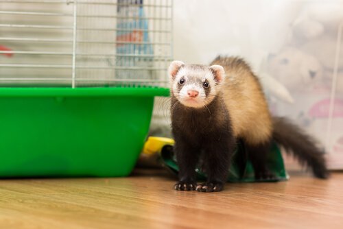 Consideracoes Para Ter Um Furao Em Casa Meus Animais