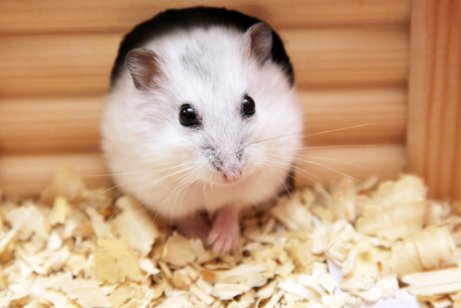 Gaiola para hamsters