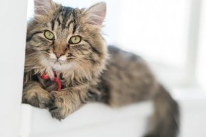 Gato alemão de pelos longos